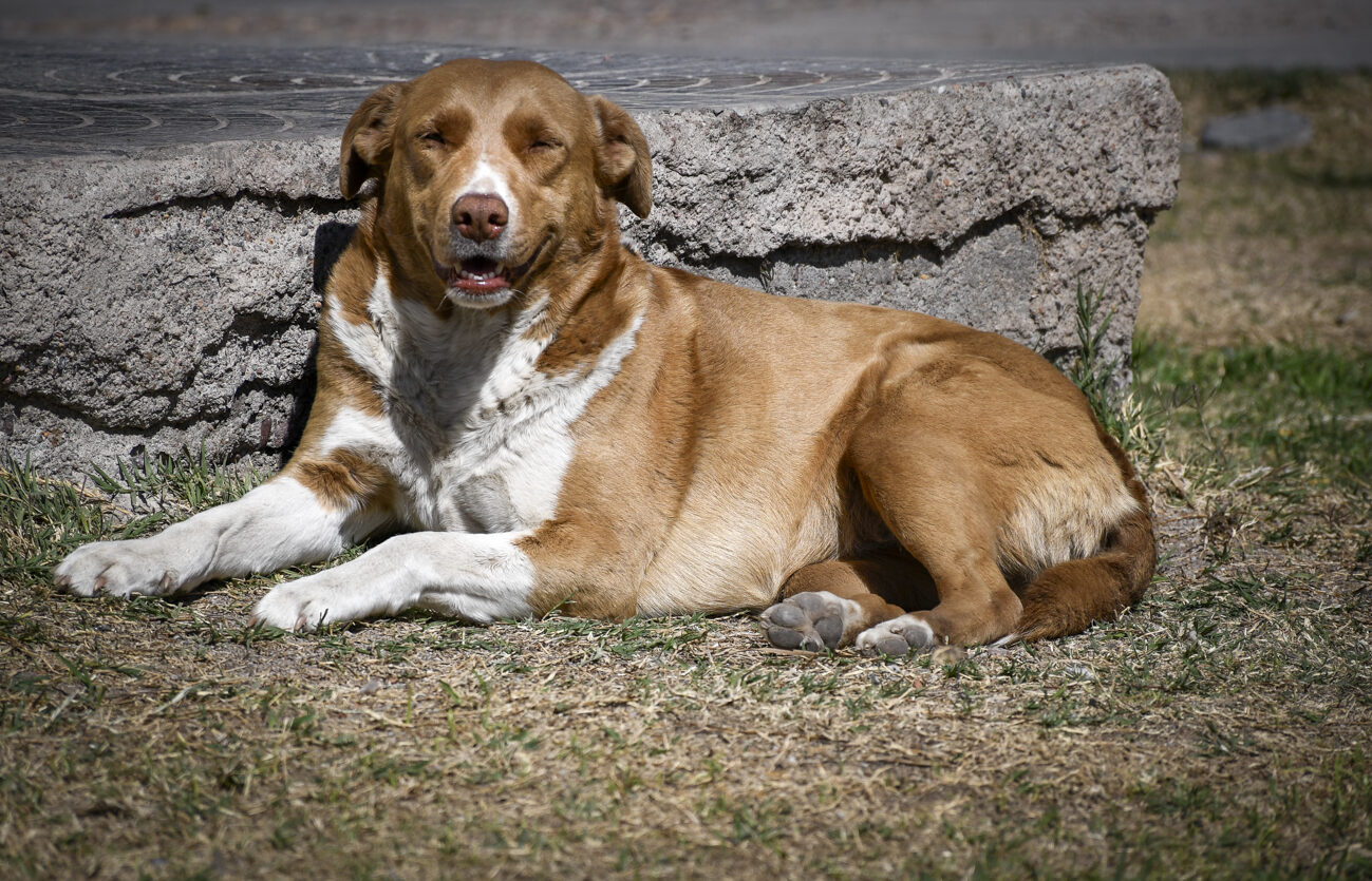 _DSC8755 (2)